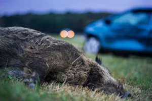 Daños por granizo o colisión con animales cinegéticos: Quién paga en carretera 3 Daños por granizo o colisión con animales cinegéticos: Quién paga en carretera