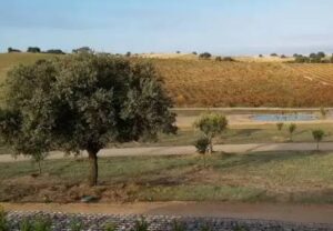 Seguros de decesos ecológicos y alternativas de sepelio en España 3 Seguros de decesos ecológicos y alternativas de sepelio en España