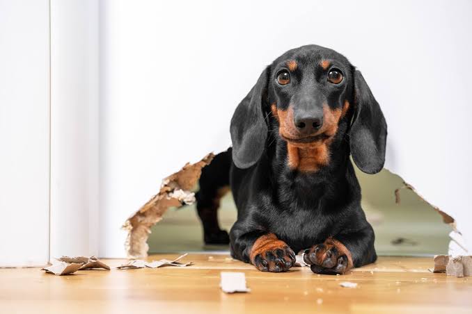 Responsabilidad civil del cabeza de familia y daños causados por mascotas 1 Responsabilidad civil del cabeza de familia y daños causados por mascotas